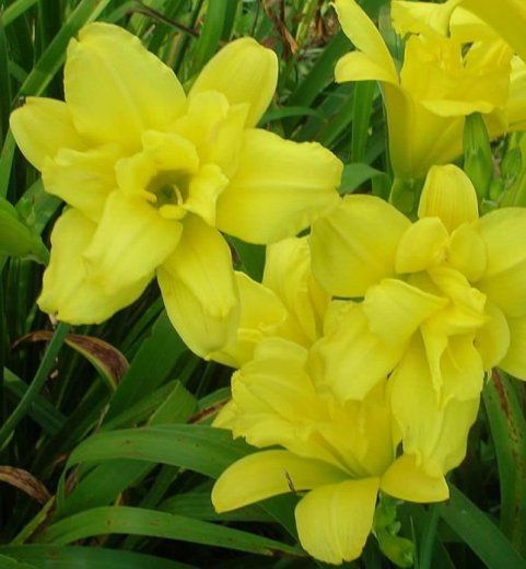 DAYLILY DOUBLE CHARM Lemon Yellow Self, Triple Fan  