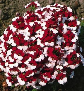 40+ NEMESIA BI COLOR DANISH FLAG FLOWER SEEDS /ANNUAL  