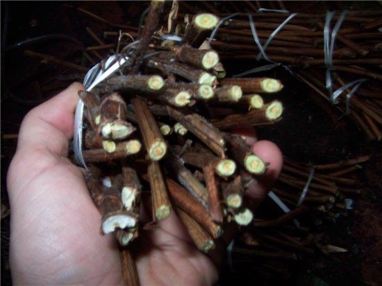 10 Niagara UnRooted Grape Cuttings Grow your own  