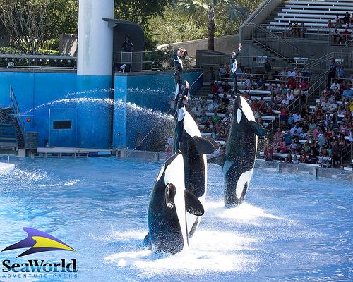  orlando is the world s most popular marine life adventure park 