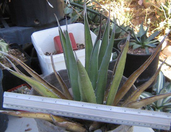 Agave neomexicana X lechuguilla (Gracipes) MD  