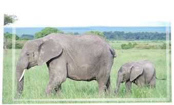   and aunts are in almost constant affectionate contact with the young