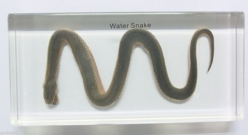 Real Snake Specimen  Chinese Water Snake  