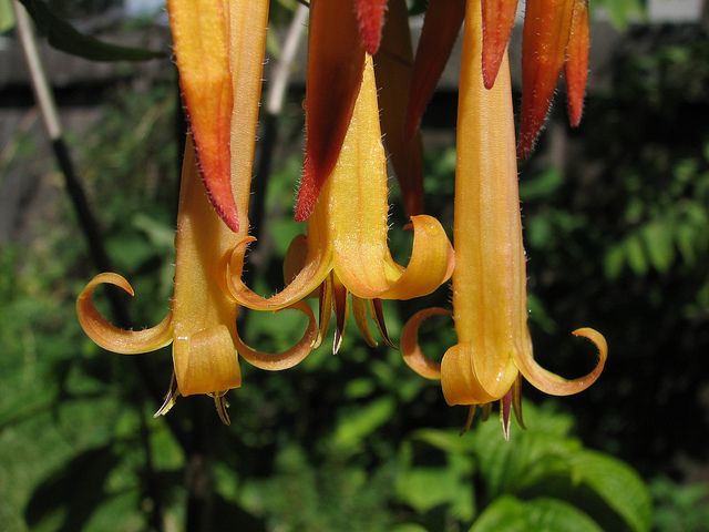 Deppea splendens V RARE CLONE Chandelier Flower SINGULAR BEAUTY 