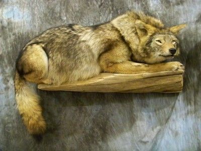 COYOTE MOUNT TAXIDERMY WILDLIFE DECOR BRAND NEW   