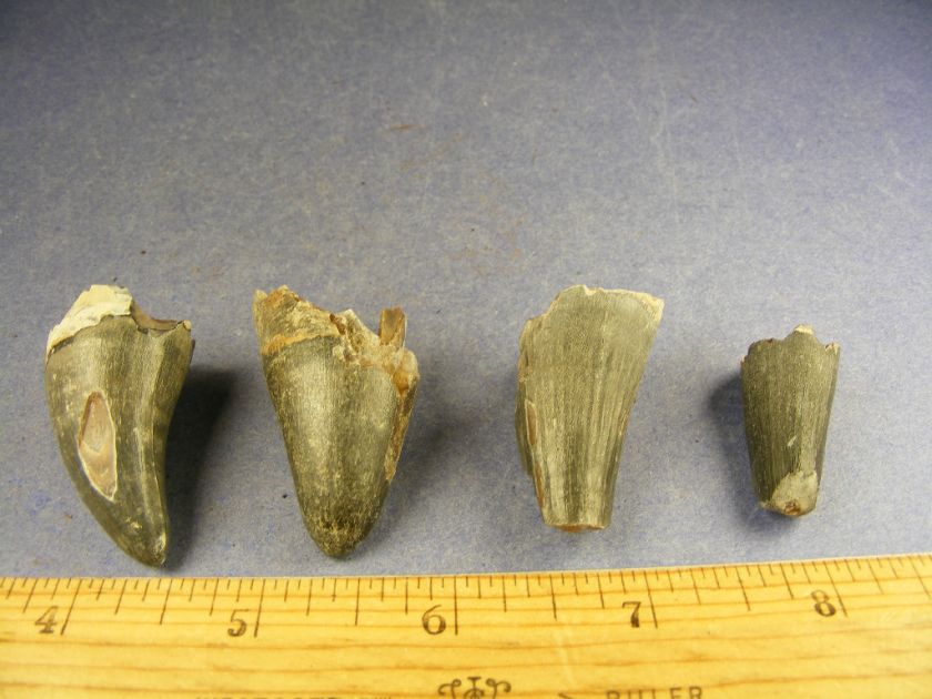 FOSSILS  FOUR ASSOCIATED CROCODILE TEETH BONE VALLEY  