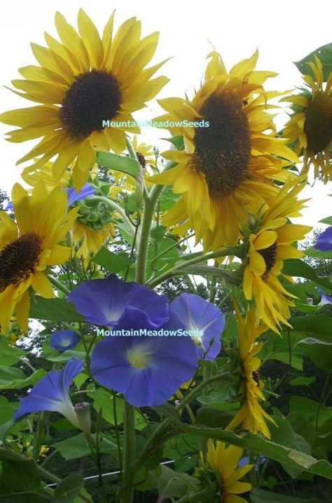 STUNNING Blue Morning Glories Giant Sunflowers UNIQUE  