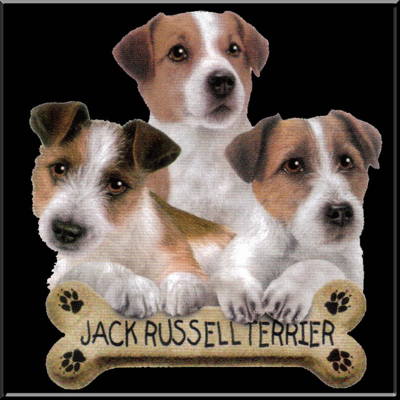 Jack Russell Terrier Puppies Bone SWEATSHIRT S 2X,3X,4X  