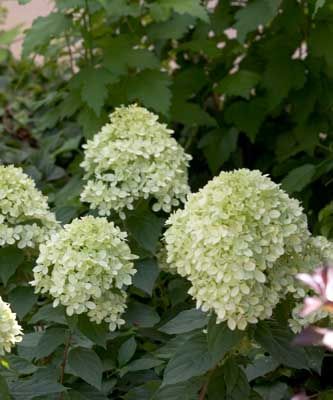 LITTLE LIME™ Hydrangea 1 GALLON SIZE PROVEN WINNERS® ColorChoice 