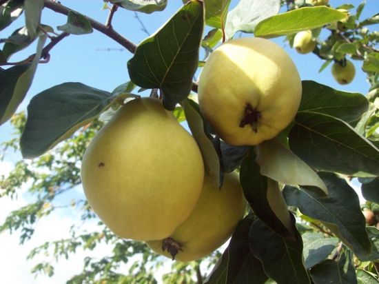 ANATOLIAN QUINCE TREE 10+ FRESH SEEDS  