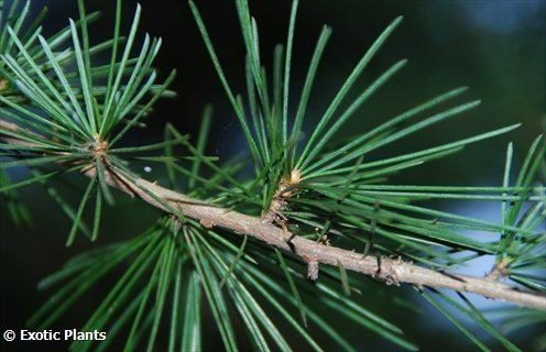 Cedrus deodara   Himalayan Cedar   10 seeds  