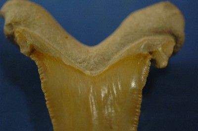 CARCHAROCLES SOKOLOWI SHARK TOOTH FOSSIL FROM MOROCCO  