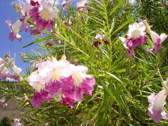 Chilopsis DESERT ORCHID TREE Season Long Bloom ~SEEDS~  