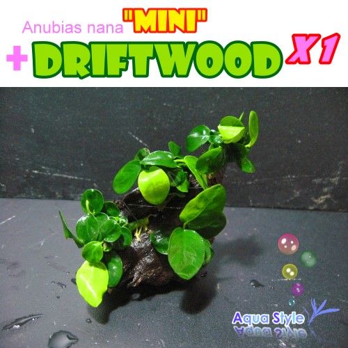 Anubias nana mini+Driftwood   Live aqua plant (DM001)  