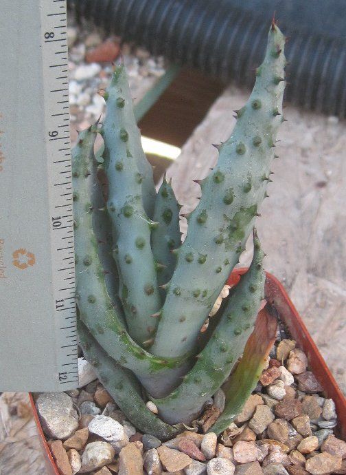 Aloe marlothii Thick Leaf Trunk Form Big Flower Stalks  