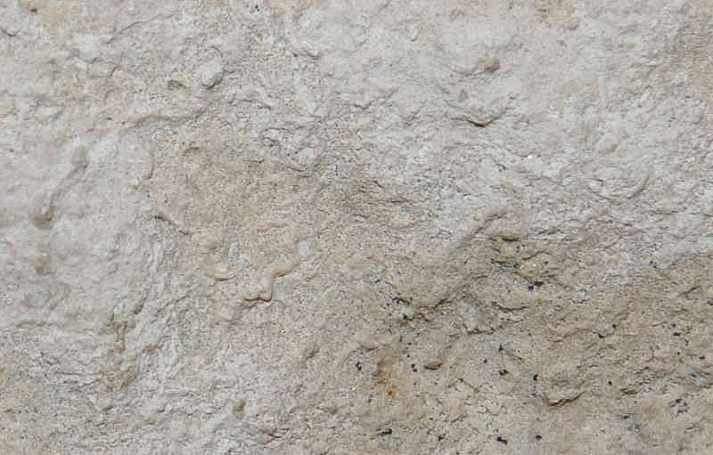 Hyalotragos patelloides  Oxfordian Fossil Sponge  