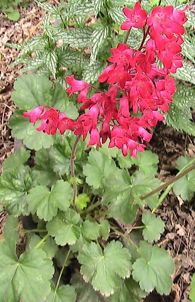 10+ Coral Bells Heuchera NICE SHADE FLOWER  